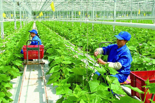 Đã có nhiều ưu đãi tín dụng cho lĩnh vực nông nghiệp