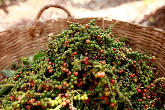 Giá tiêu hôm nay 23/11: Tăng 500 đồng, cao nhất 148.000 đồng/kg