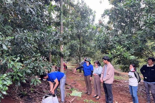 Trồng mắc ca theo hướng VietGAP