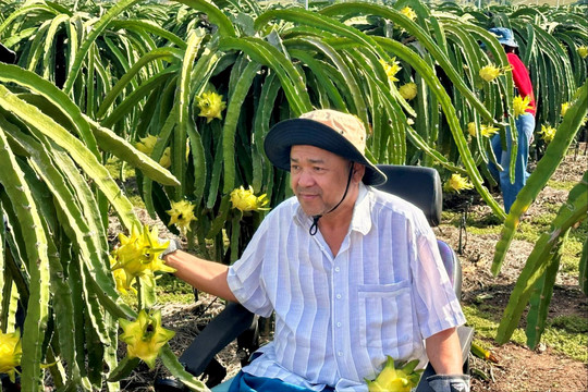 “Trái ngọt” thanh long vỏ vàng chuẩn GlobalGAP