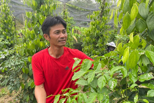 Lâm Đồng đẩy mạnh chuỗi liên kết hồ tiêu