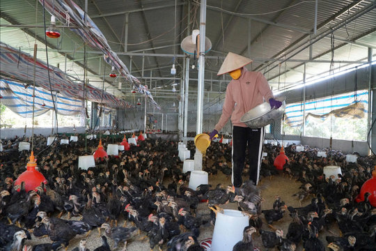 Chăn nuôi với bước chuyển cho giai đoạn mới
