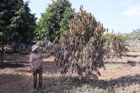 Hỗ trợ khắc phục thiệt hại cây trồng do mưa lũ tại Cát Tiên