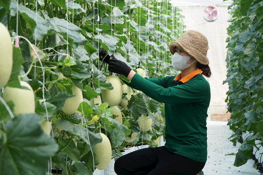 Kỳ vọng thành trung tâm nông nghiệp công nghệ cao Ðông Nam Á