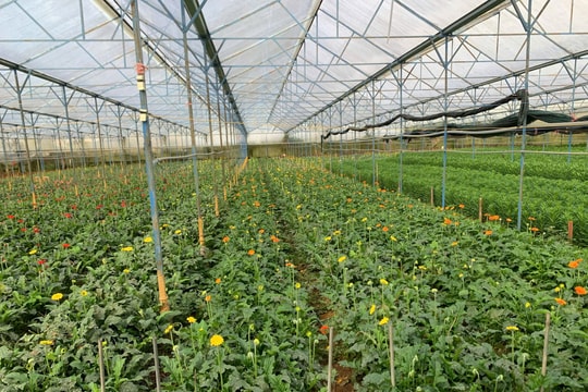 Phường Cam Ly - Đà Lạt hướng tới nền nông nghiệp sinh thái