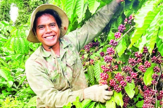 Lan tỏa thương hiệu cà-phê Robusta
