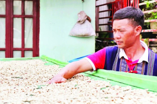Người Cơ Ho xây dựng thương hiệu cà-phê OCOP