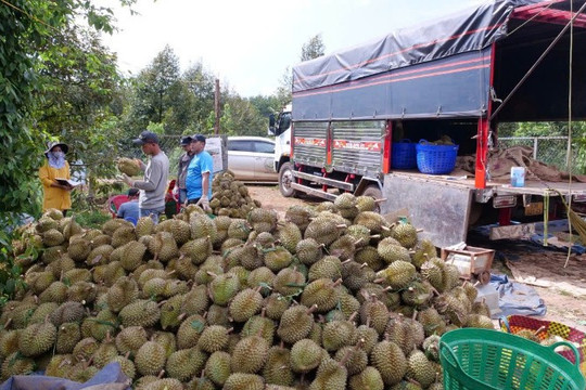 Kim ngạch xuất khẩu rau quả đạt hơn 7,8 tỷ USD trong 11 tháng năm 2025