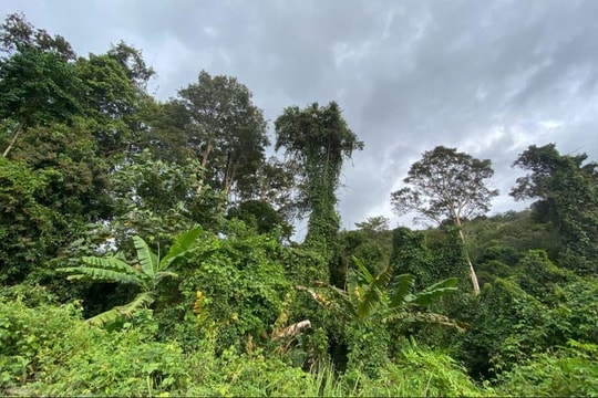 Rừng xanh đến Net Zero