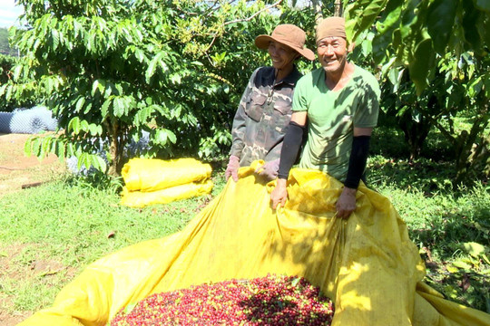 Khẳng định vị thế “vàng nâu” Lâm Ðồng