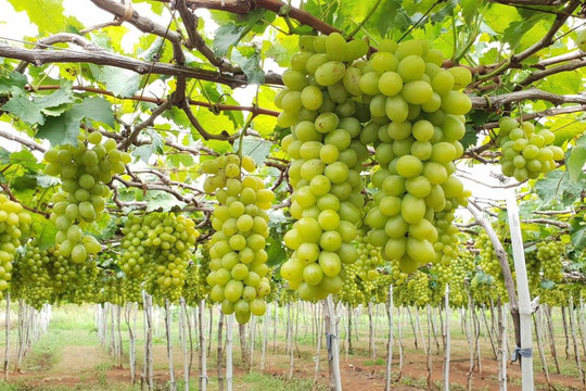 Vườn nho Ba Mọi: Tham quan miễn phí xứ sở nho Khánh Hòa