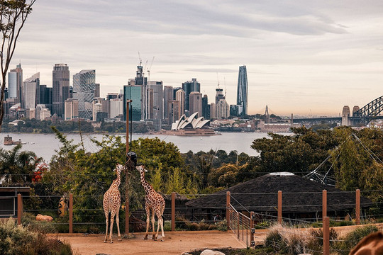 Sydney: 7 trải nghiệm từ bến cảng đến dãy núi Blue Mountains