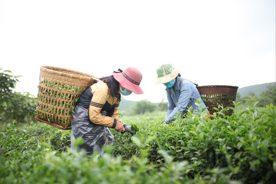 Để hương trà Lâm Đồng bay xa
