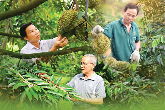 Vùng của “vua” các loại trái cây
