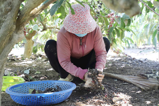 Cà phê ngập úng, khó thuê công hái, thương lái không mua
