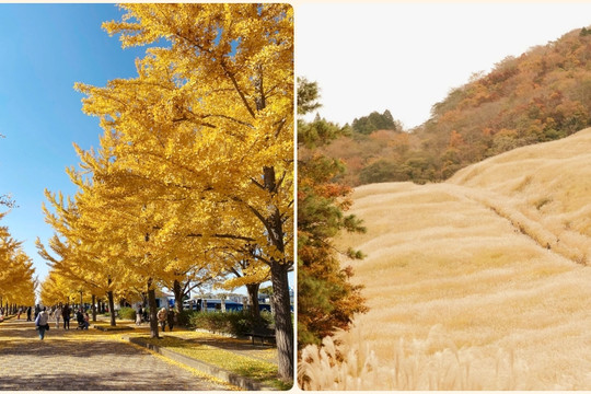 Hakone và Kazo: Tìm về bình yên giữa mùa lá vàng Nhật Bản