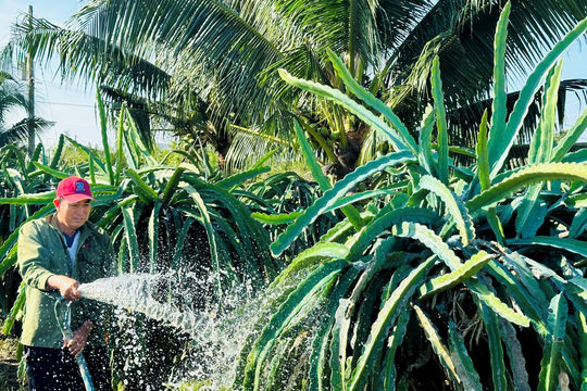 Cây thanh long trước kỳ vọng thị trường tết