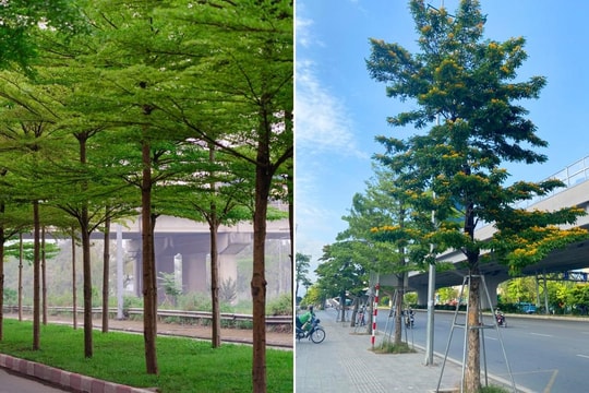 Xu hướng xanh hóa không gian đô thị: Vì sao Bàng Đài Loan và Giáng Hương được ưa chuộng?