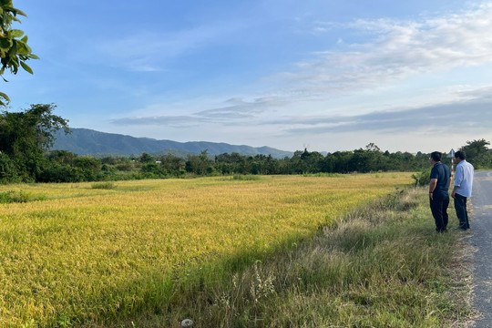 Mùa vàng “vượt” lũ