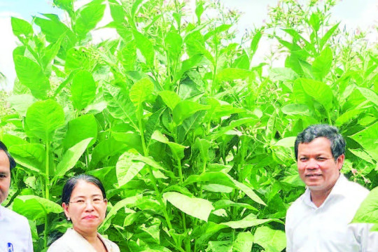 Chuyển đổi cây trồng, nâng cao đời sống nhân dân miền núi