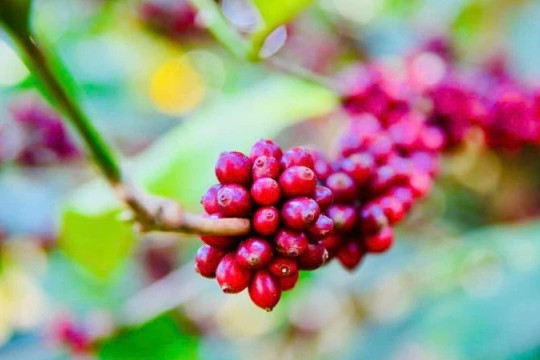 Đổi mới sáng tạo thích ứng với biến đổi khí hậu cho ngành cà-phê