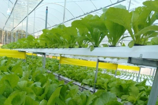 Nông thôn Đức Linh định hình không gian phát triển mới