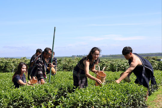 Lâm Đồng phát triển du lịch xanh từ những đồi chè