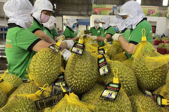 Giá sầu riêng hôm nay 14/12: Đi ngang, Monthong giữ mốc 102.000 đồng/kg