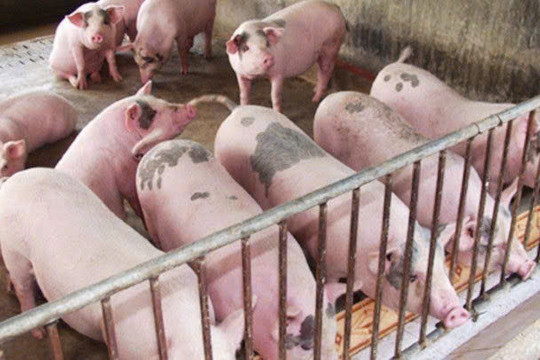 Giá heo hơi hôm nay 14/12: Miền Bắc cao nhất 62.000 đồng/kg