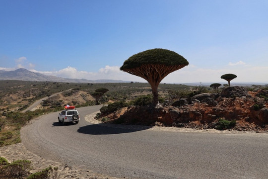 Socotra: Khám phá hòn đảo của những cây huyết rồng bí ẩn