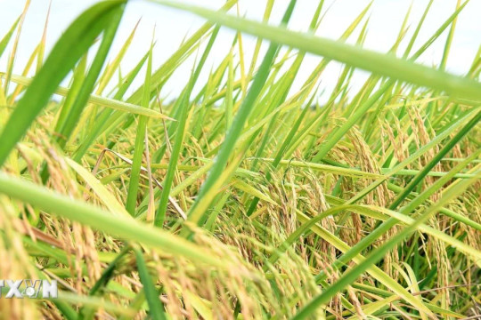 Mở rộng giá trị hệ sinh thái cho thương hiệu nông sản Việt Nam