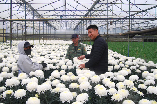 Lợi nhuận cao từ liên kết trồng hoa cúc mẫu đơn