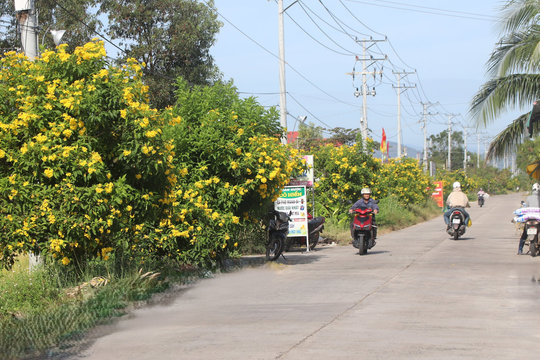 Nông thôn rực rỡ nhờ những tuyến đường hoa