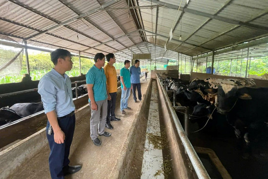 Mô hình phát triển kinh tế hiệu quả tại Hàm Thuận Bắc