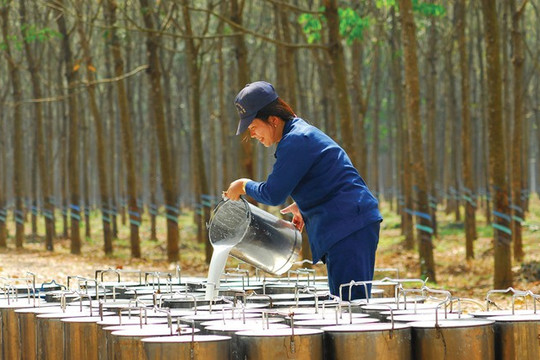 Giá cao su ngày 17/12: Sàn châu Á diễn biến trái chiều, trong nước đi ngang