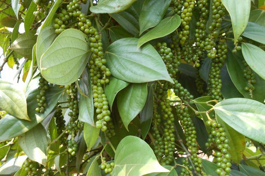 Giá tiêu hôm nay 17/12: Tăng nhẹ, cao nhất 150.000 đồng/kg