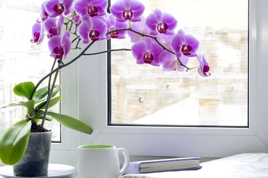 Gợi ý 11 loại hoa chưng Tết tươi lâu, rực rỡ suốt tháng Giêng