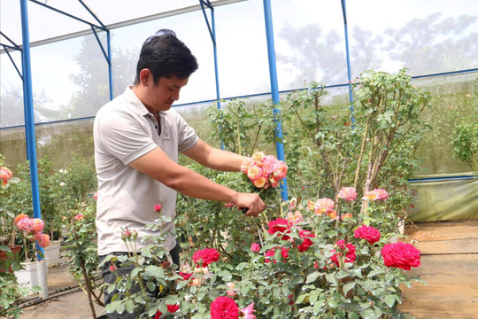 Quảng Sơn phát triển kinh tế nông thôn làm đòn bẩy nâng cao thu nhập