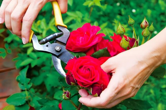 Mẹo giữ hoa tươi lâu bền màu và không thối nước cực đơn giản