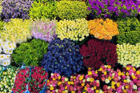 Mẹo hãm hoa Tết nở chậm để rực rỡ đúng 3 ngày Tết