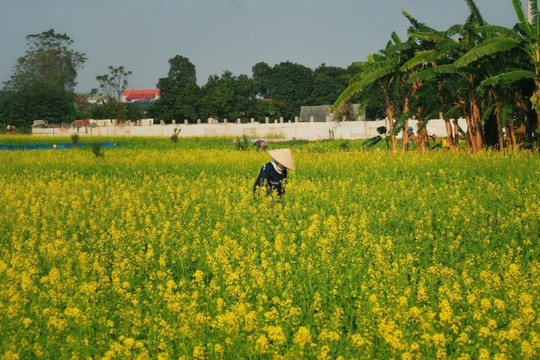 Hà Nội: Sắc vàng rực rỡ bên bờ sông Đuống mùa hoa cải