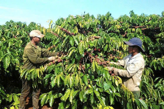 Giá cà phê hôm nay 19/12: Mất mốc 90.000 đồng/kg, thấp nhất 21 tháng