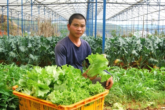 Phường Lang Biang - Ðà Lạt mở rộng nông nghiệp đạt chuẩn