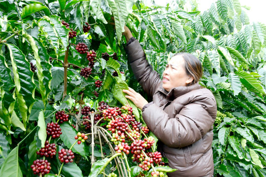 Cơ hội bứt phá cà phê đặc sản