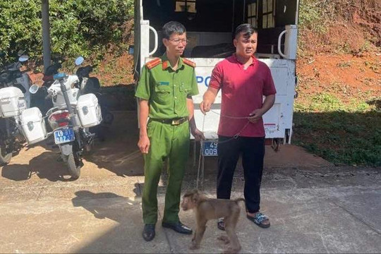 Một người dân xã Bảo Lâm 5 tự nguyện giao nộp cá thể khỉ đuôi dài