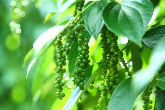 Giá tiêu hôm nay 21/12: Thị trường nội địa tăng mạnh 1.500 đồng/kg