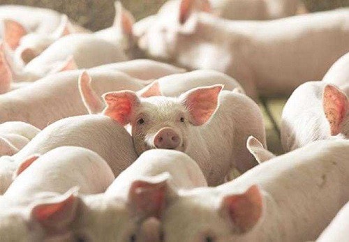 Giá heo hơi ngày 21/12: Chạm mốc 69.000 đồng/kg tại miền Bắc