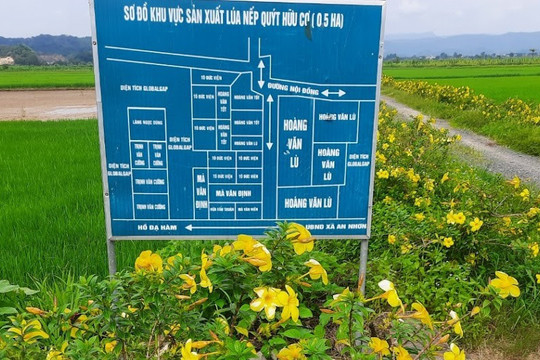 Lâm Đồng chuyển đổi hơn 4.840 ha cây trồng trên đất lúa