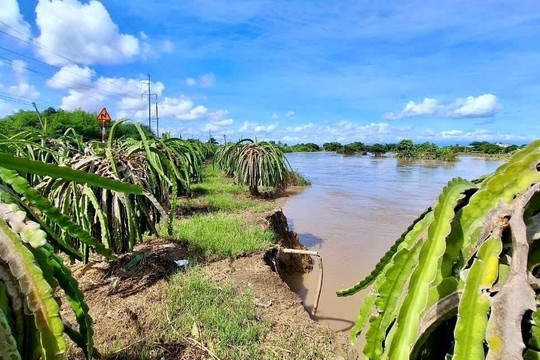 Cấp bách phòng, chống lũ quét, sạt lở đất ven sông Lũy