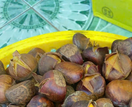 Mẹo chọn mua hạt dẻ ngọt bùi không lo bị sượng hỏng